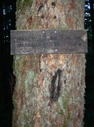 7.25.06 Larch Mountain 013 